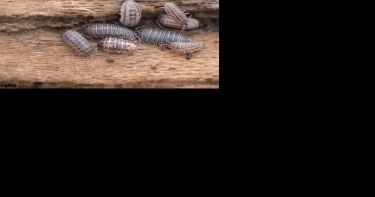 Ask a Master Gardener: Pillbugs and sowbugs - Vimarsana News