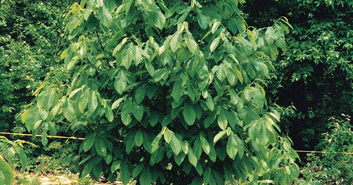 Ask a Master Gardener: Growing the pawpaw tree | Home and Garden ...