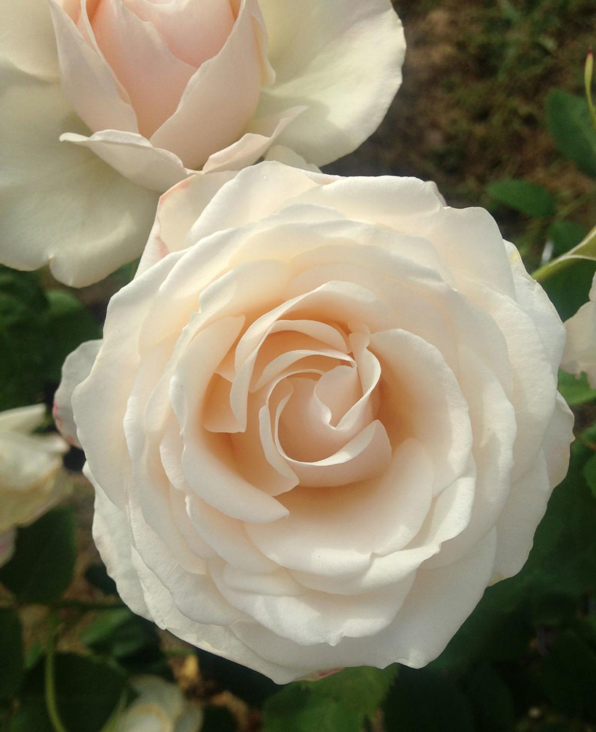 Melrose students plants roses, celebrate the end of the year Family