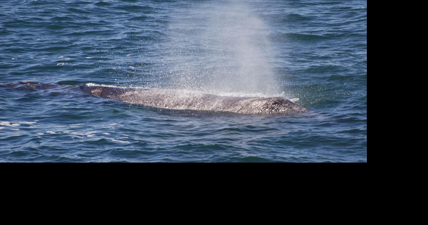 Whale Watch Week begins Saturday Outdoors