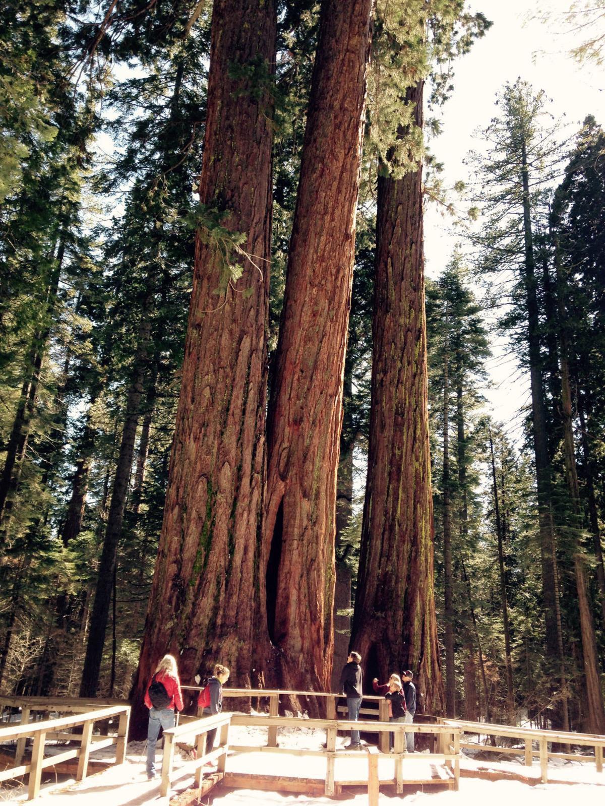 Taking A Trail Through Tall Trees And History Nrtoday Com Taking A Trail Through Tall Trees And History Nrtoday Com