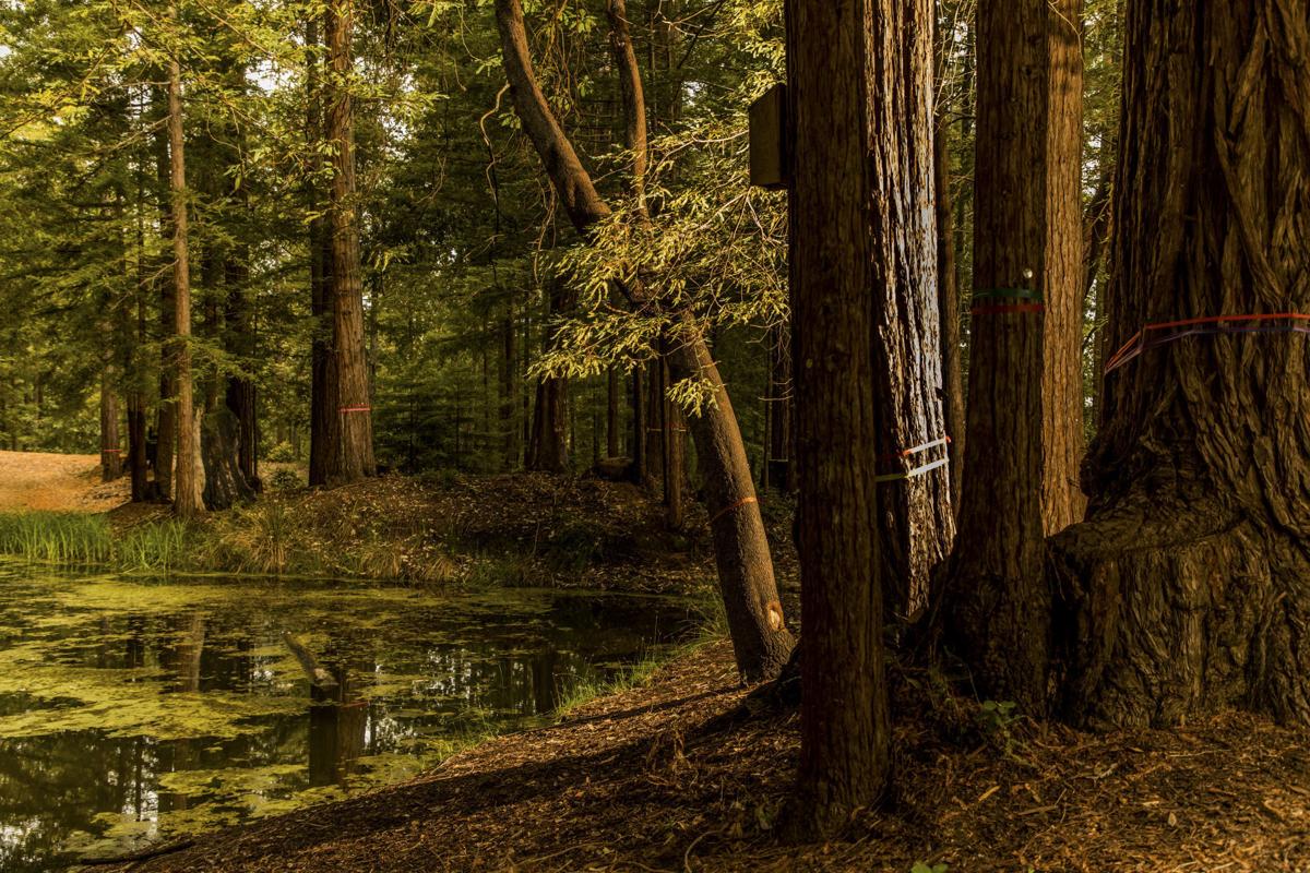 Would You Like To Spend Forever In This Tree Nrtoday Com