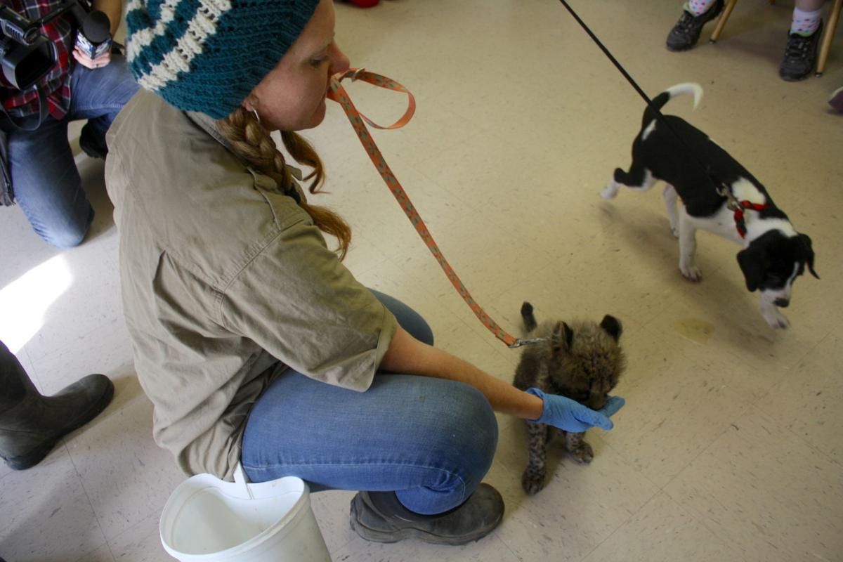 Wildlife Safari Ambassador Cheetah Bonds With Rescue Dog Nrtoday Com