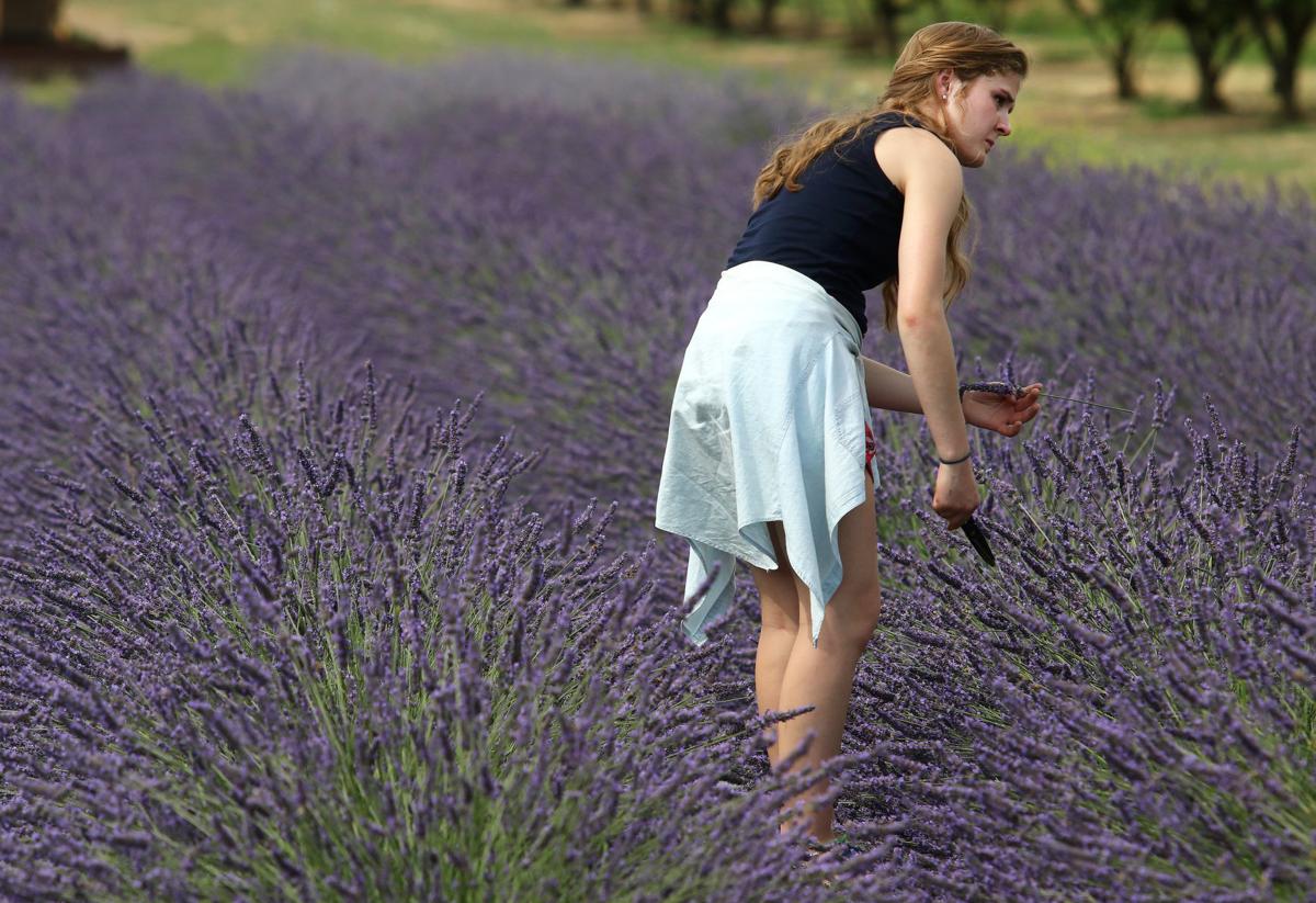 Lavender festival introduces community to agricultural lifestyle Home