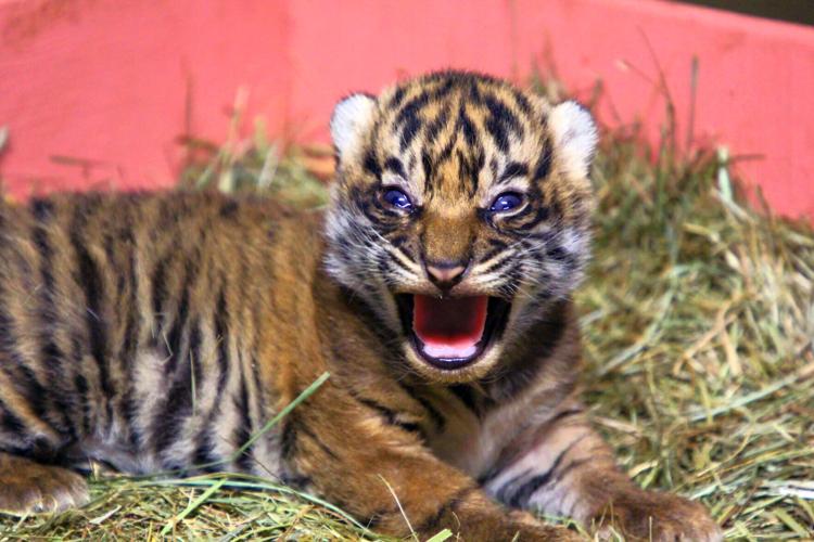 Discovery - Happy #TigerTuesday! 🐅“This photo of a 3-month-old tiger cub  with its mother was taken at the Tipeshwar Wildlife Sanctuary, on the  border of Maharashtra, a state in India. Tiger cubs