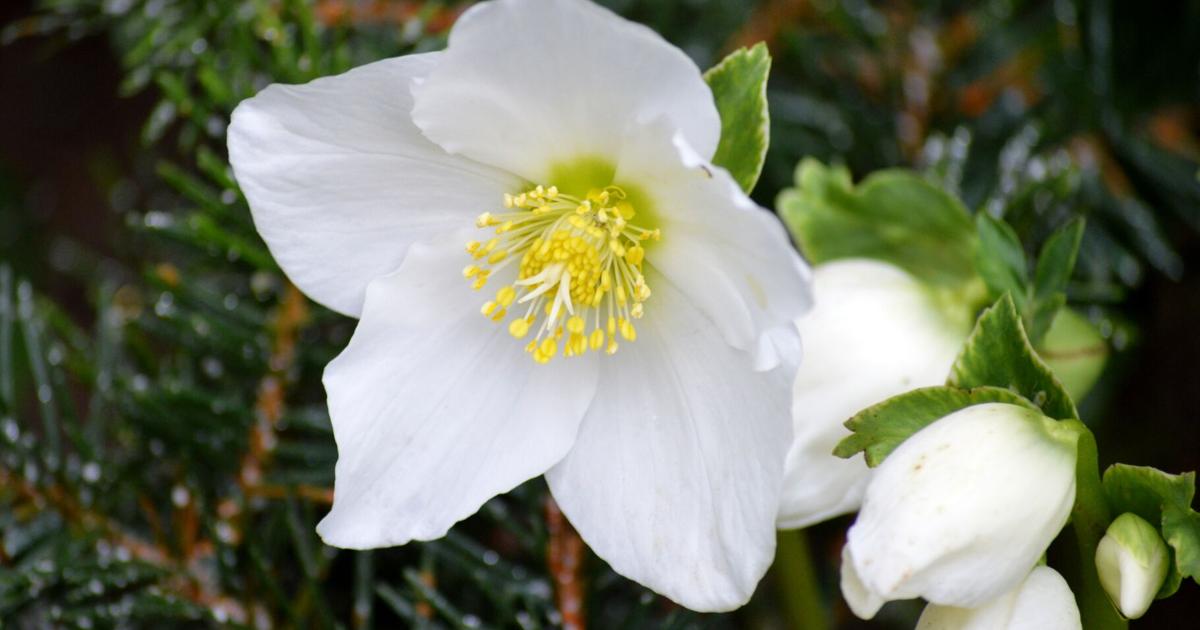 Ask a Master Gardener: The Christmas rose | Home And Garden