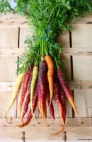 Growing carrots in the home garden