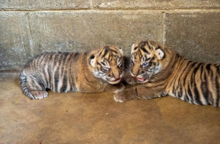 Tiger Cubs Born At Wildlife Safari Aid Conservation Efforts