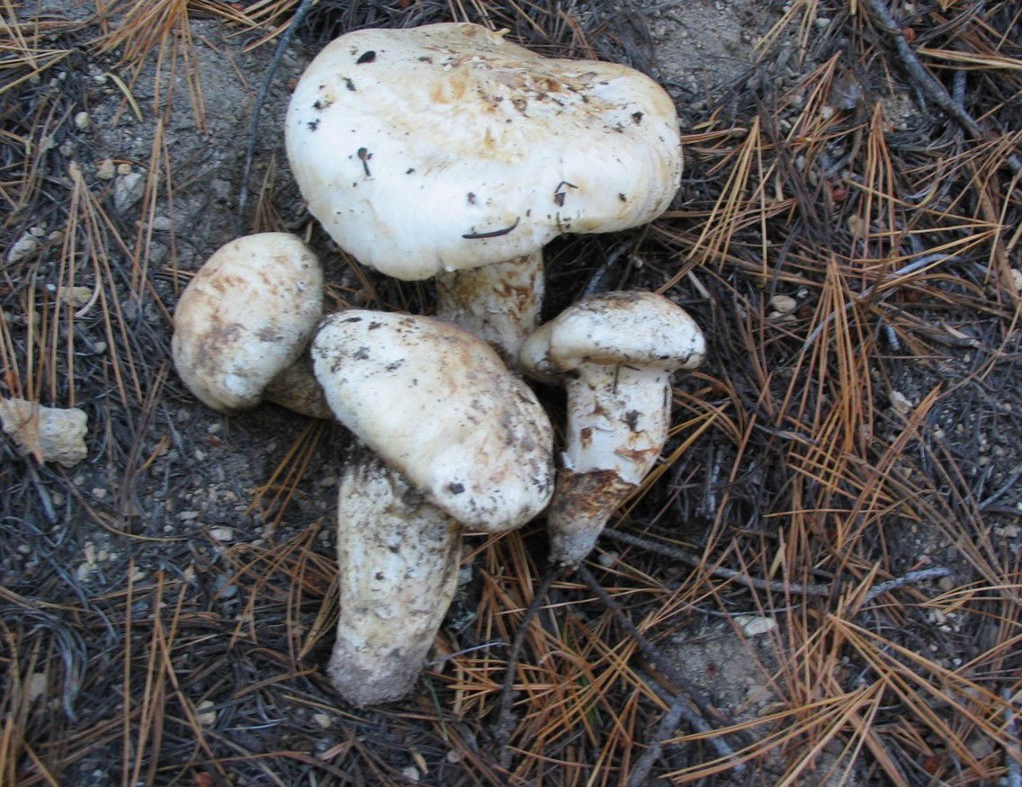 Matsutake mushroom picking permits available Sept. 5 Environment