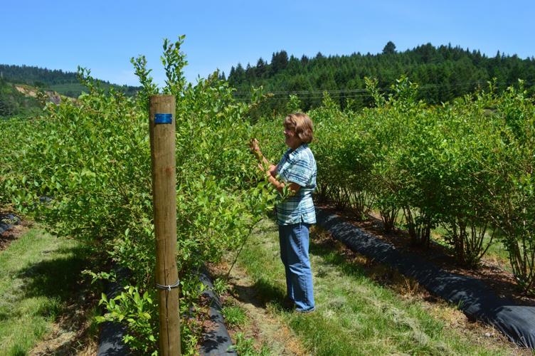 Farm to Fork Growing community through Estilll Farms blueberries