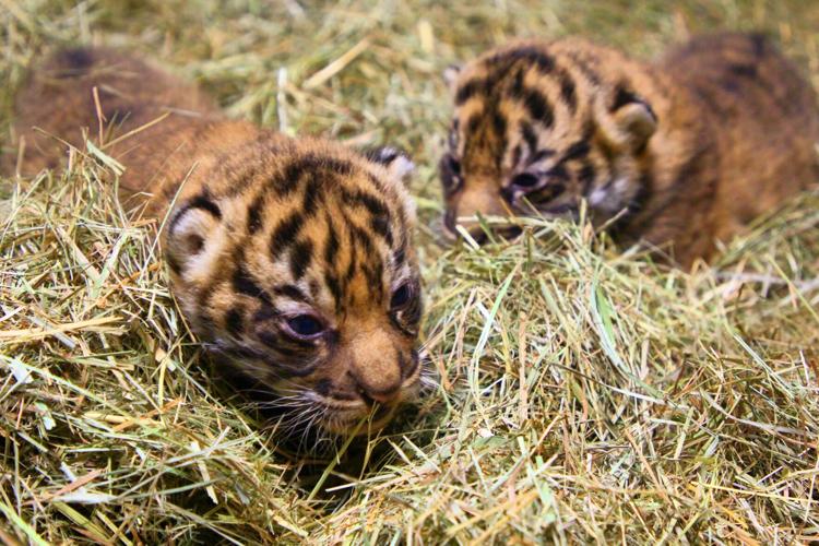 Gender reveal' held for newborn tiger cub at safari park, Plus