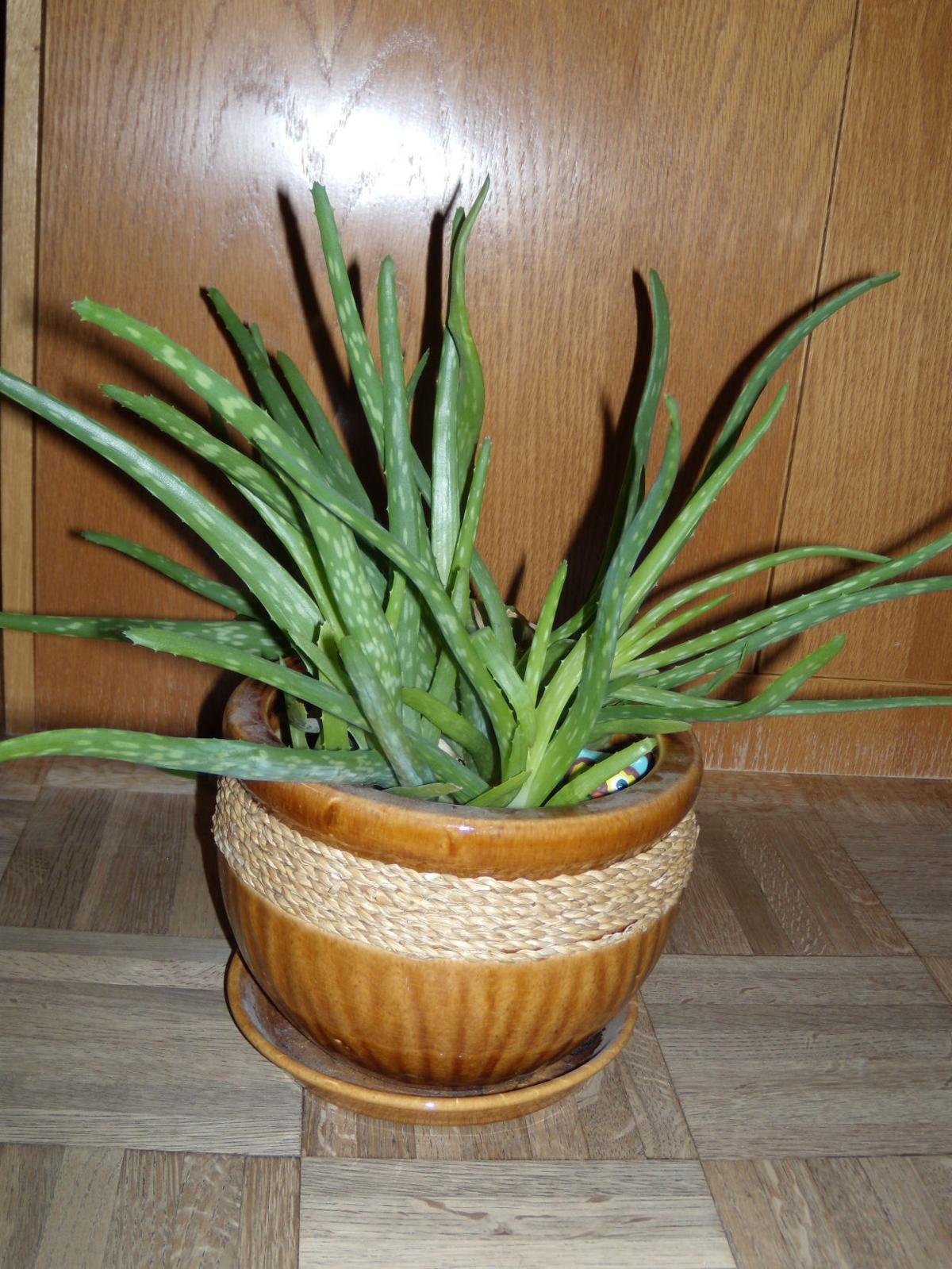 Ask A Master Gardener Making Houseplants Feel At Home Nrtoday Com