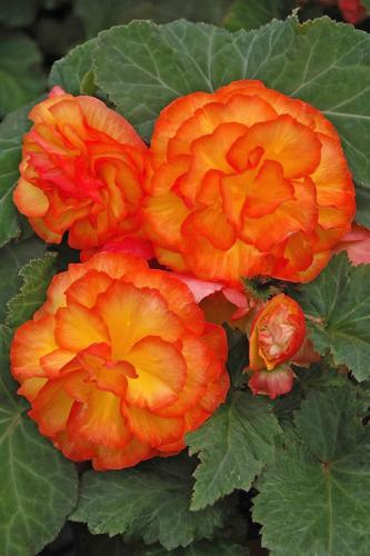 Beautiful begonias | Home And Garden 