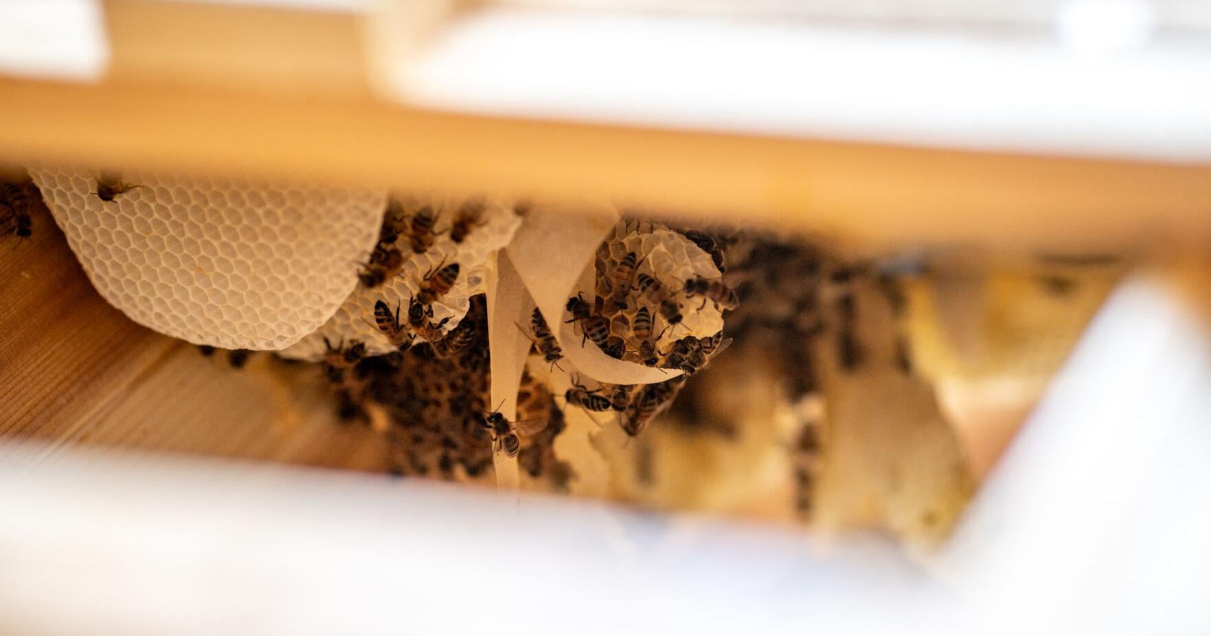 Relocating bees to bring pollinators to gardens and away from people - Vimarsana News