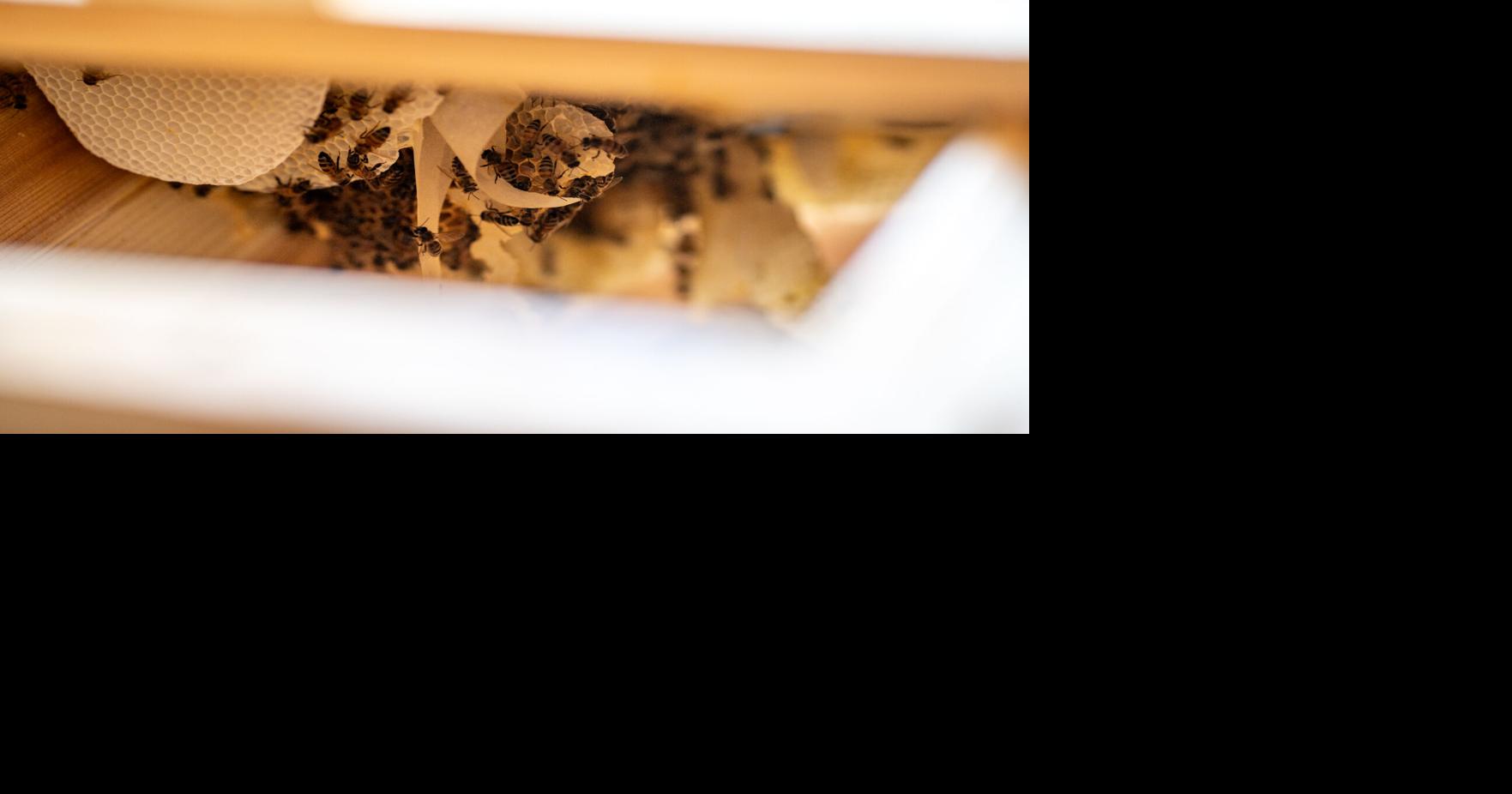 Relocating bees to bring pollinators to gardens and away from people ...
