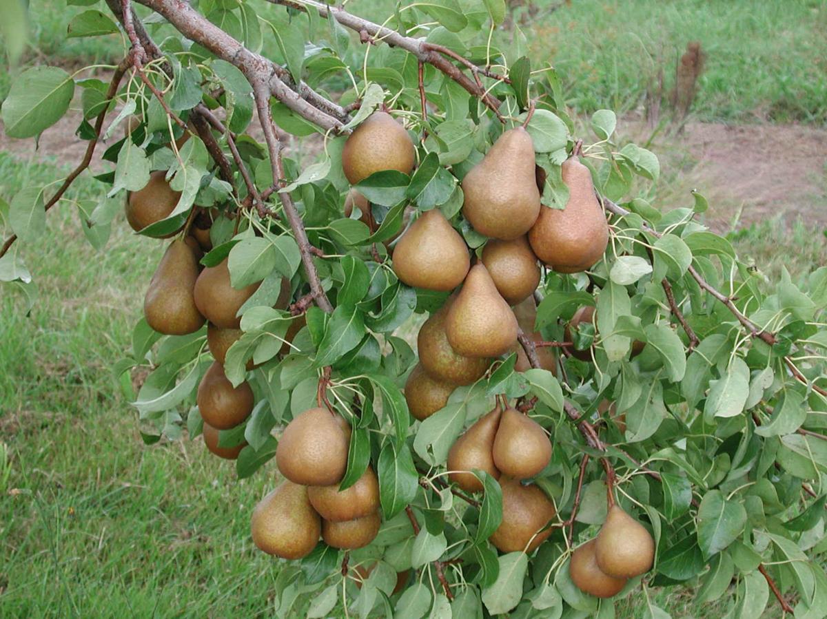 Fruit Tree Training / How to espalier ornamental and fruit trees | Texture Plants : Espalier trees are the result of intense training, in which the plants are urged to grow flat against a wall, fence or trellis.