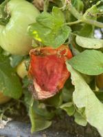 Ask a Master Gardener: What's eating my plant?