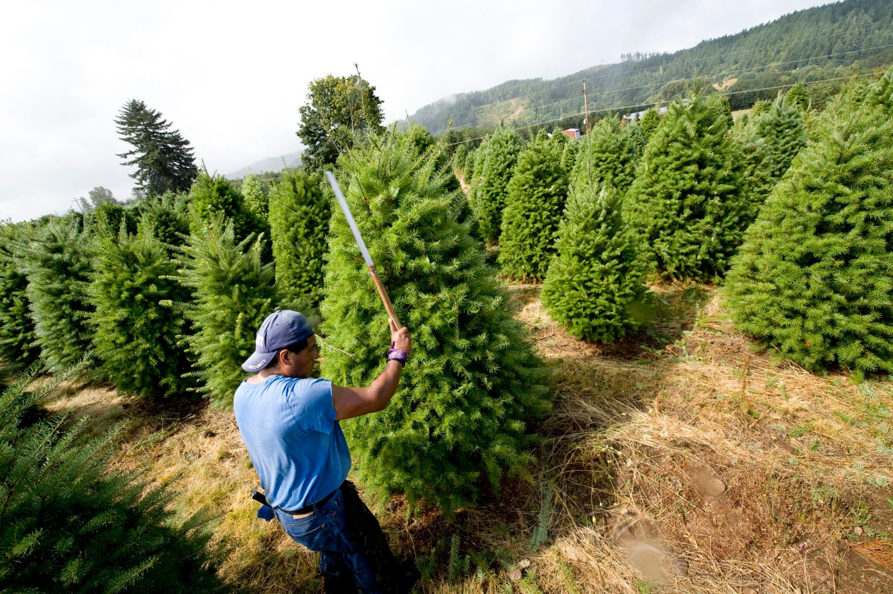 Growing christmas shop trees