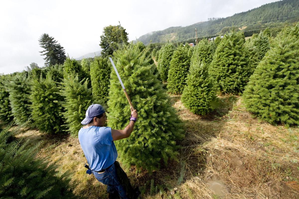 Christmas all year long considerations for growing Christmas trees