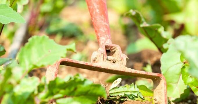 Keep calm and carrot on: growing your own food and livestock - Vimarsana News