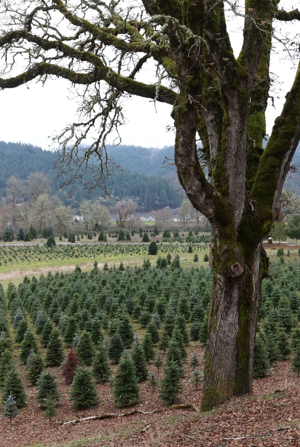 Local Christmas tree farms see success despite market shortage, drought