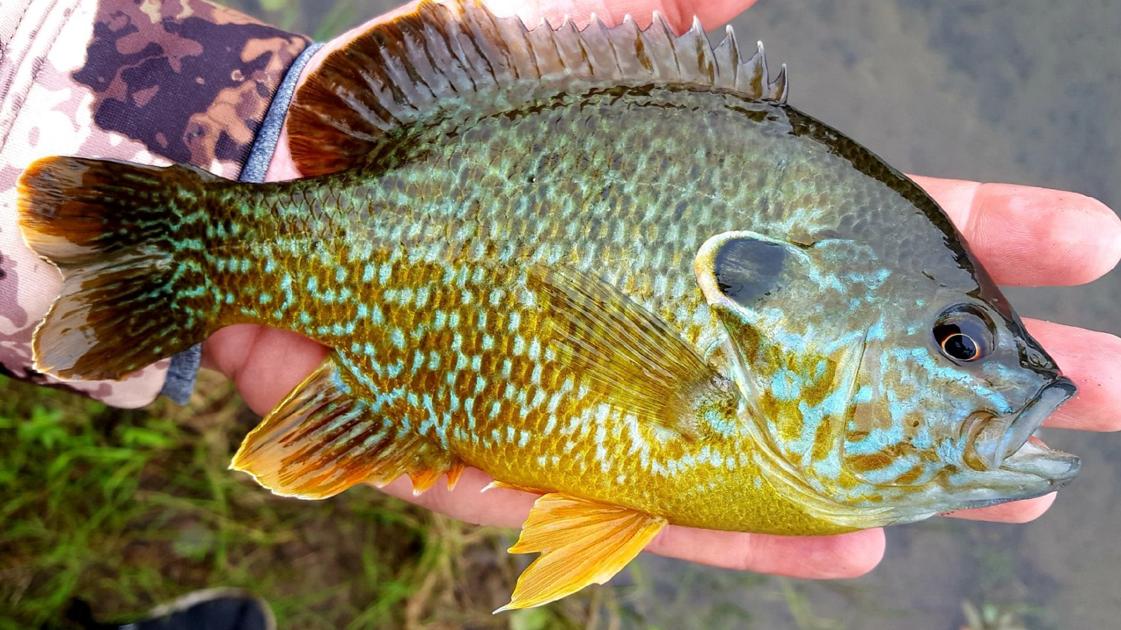 Coastal Casts Pumpkinseed sunfish Fishing