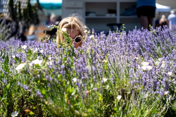 Lavender Festival and Farm Tour continues into its seventh year ...