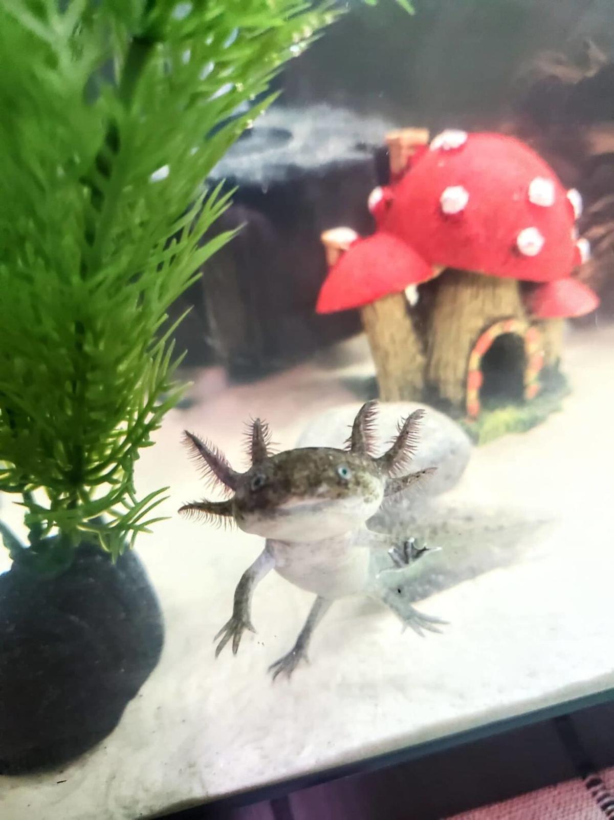 The Amazing Axolotl Education Nrtoday Com