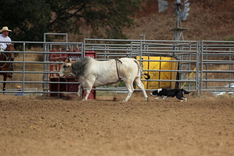 Fall Classic Rodeo returns in Canyonville | Sports | nrtoday.com