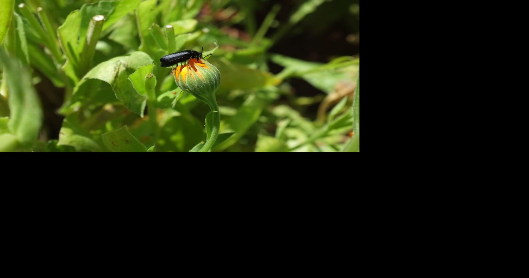 Ask a Master Gardener: What are these flying beetles?, Home And Garden