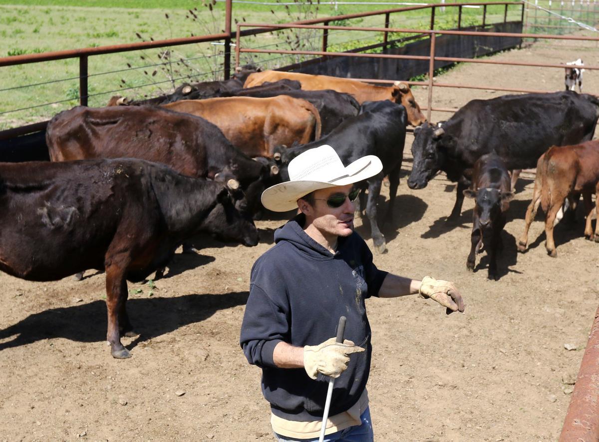 Ranchers still assessing losses of livestock from snowstorm Douglas