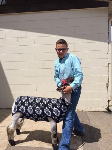 Grand champion lamb