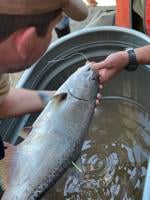 Spring Chinook telemetry project progresses in the North Umpqua River