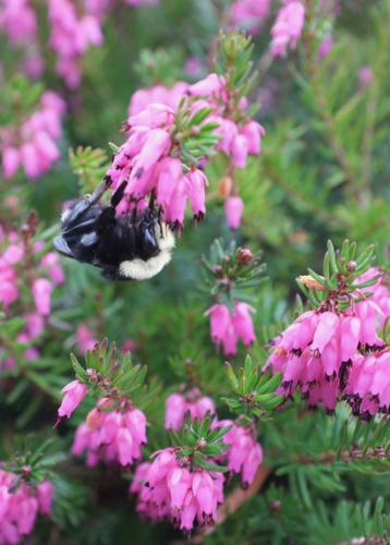 Bumblebee on heath