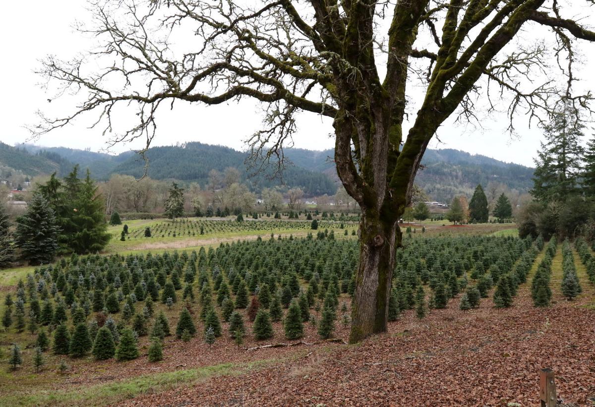 Local Christmas tree farms see success despite market shortage, drought