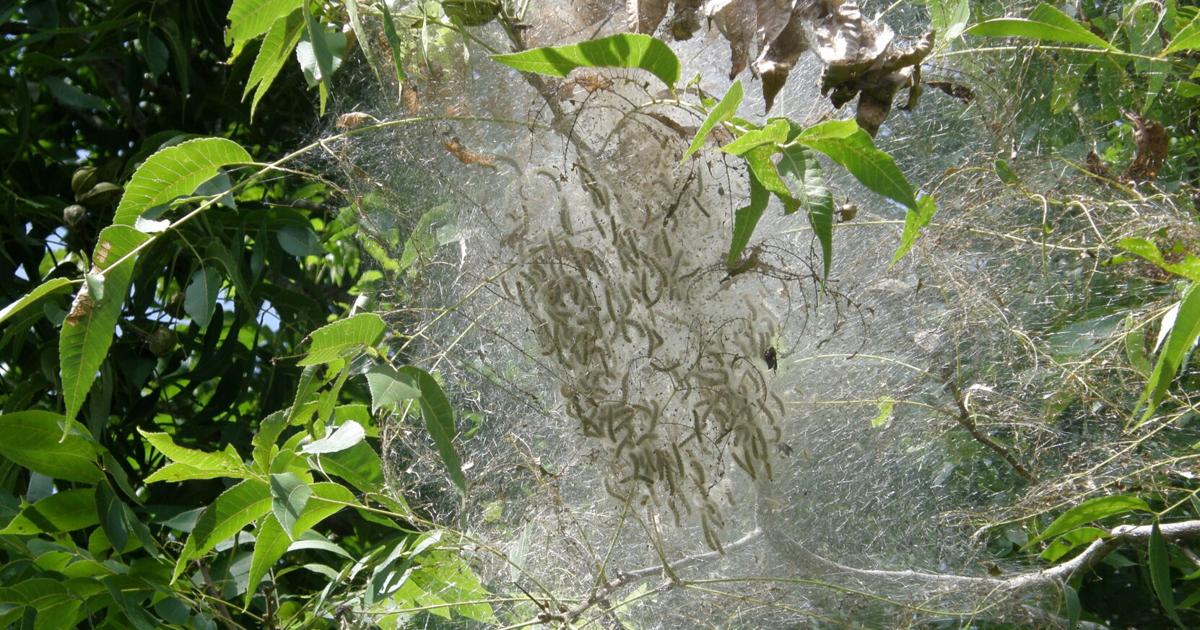 Ask a Master Gardener: Fall webworms | Home and Garden | nrtoday.com