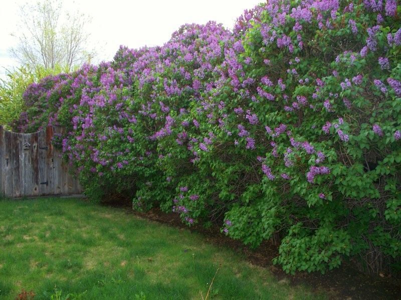 Image of Trimmed lilac bush as hedge