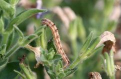 Ask a Master Gardener: Budworms cause a hole lot of problems | Home and  Garden