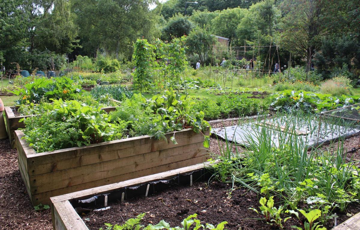 Ask a Master Gardener: Raised beds vs. in ground gardening ...