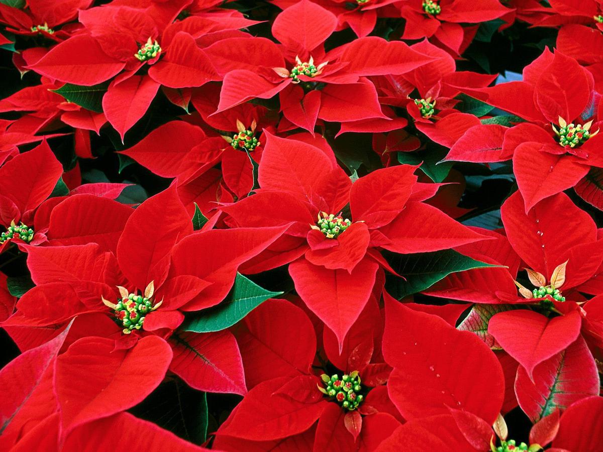 Ask a Master Gardener YearRound Poinsettia Care Home And Garden