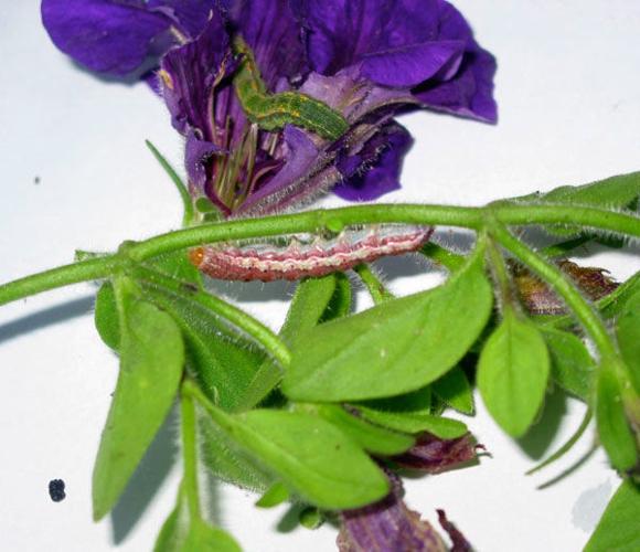 tobacco budworm petunia Ask a Master Gardener: Tobacco budworms | Home and Garden