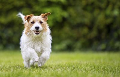 Indianapolis Animal Care Services to upgrade facility with $3 million donation