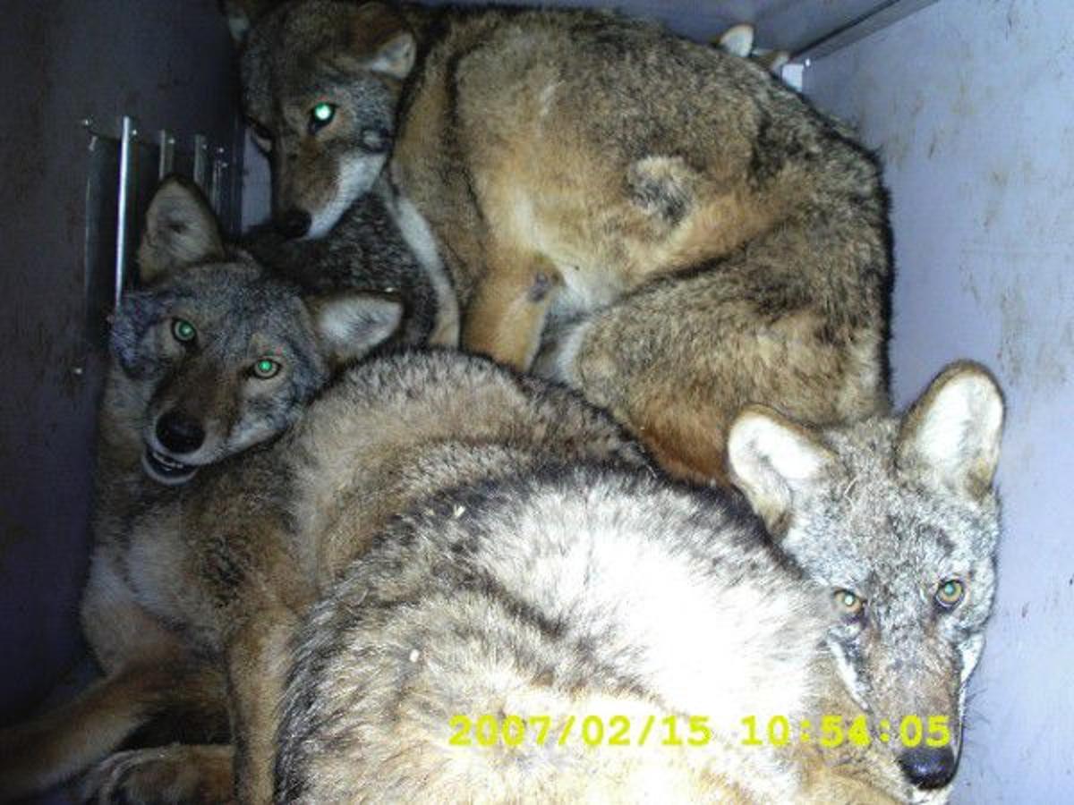 Coyote Hunting with Hounds is Legalized Dog-Fighting