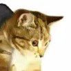 Video: Boots. Cats. Boots. Cats.