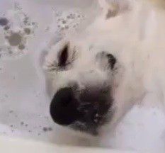 Paws Pause: Dog relaxes in the bathtub