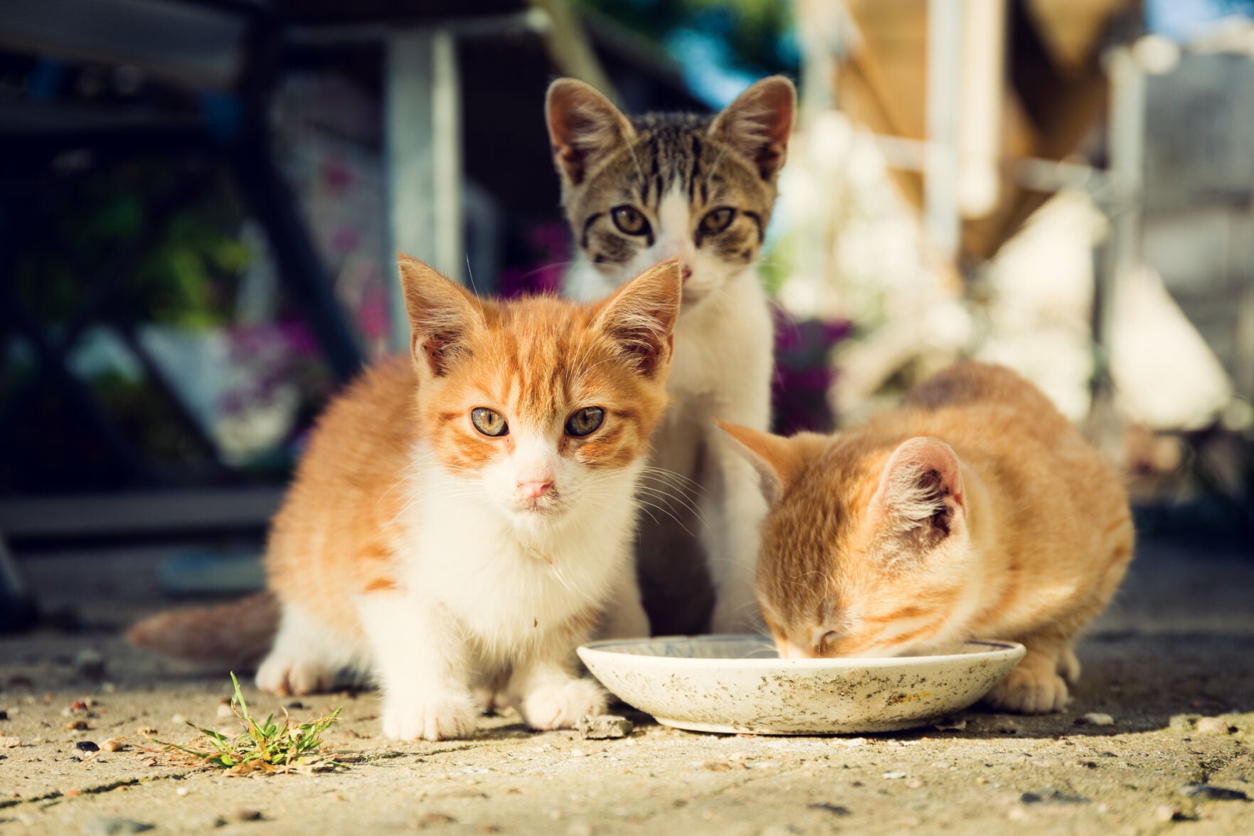 Local cats are clawing their way into the hearts of Indiana neighborhoods - Vimarsana News