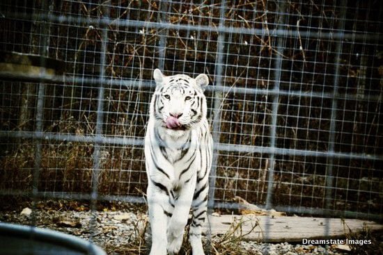 big cat rescue center