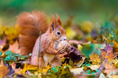 October is many things including… Squirrel Awareness Month