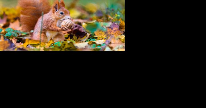 October is many things including… Squirrel Awareness Month - Vimarsana News