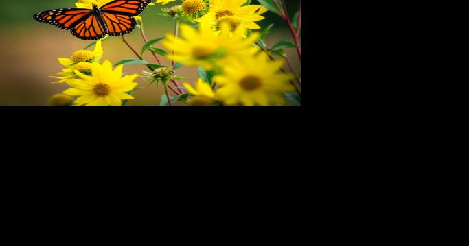 Everyone Counts: Join Indy's Urban Wilderness Trail Monarch Tagging on Sept. 10 | Culture - Vimarsana News